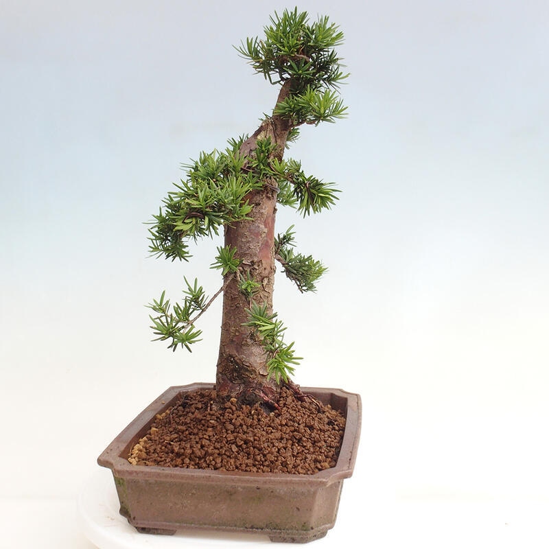 Vonkajší bonsai - Taxus cuspidata - Tis japonský