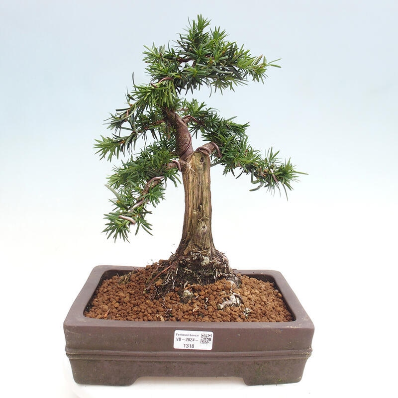 Vonkajší bonsai - Taxus cuspidata - Tis japonský