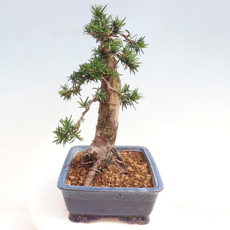 Vonkajší bonsai - Taxus cuspidata - Tis japonský