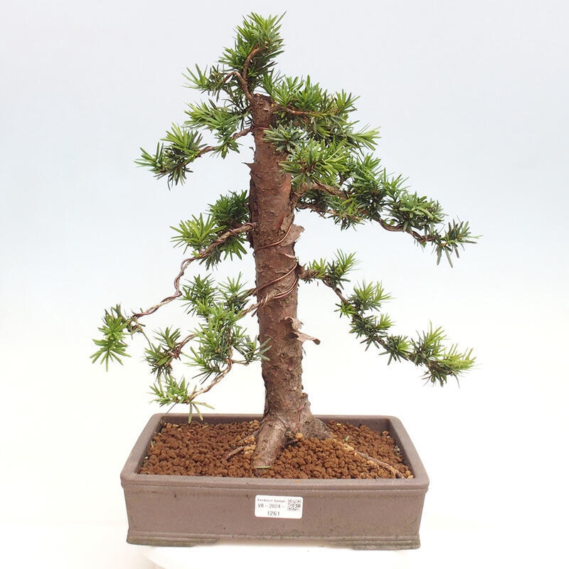 Vonkajší bonsai - Taxus cuspidata - Tis japonský