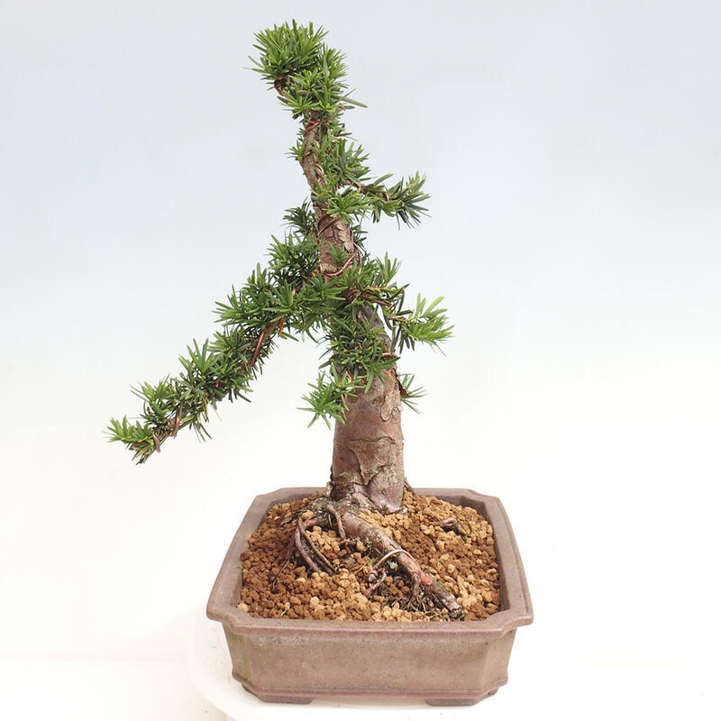 Vonkajší bonsai - Taxus cuspidata - Tis japonský