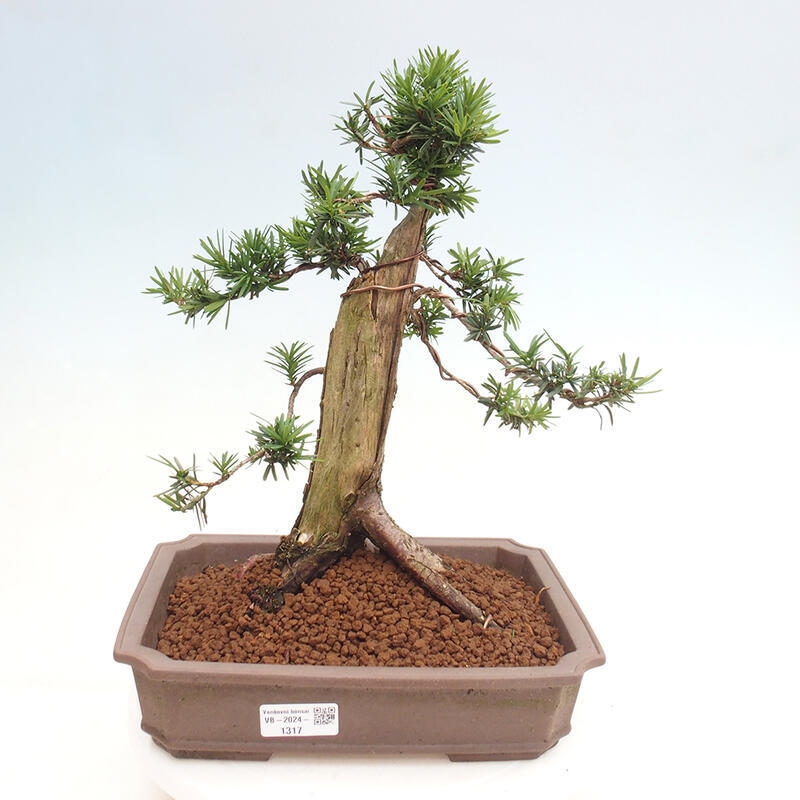 Vonkajší bonsai - Taxus cuspidata - Tis japonský