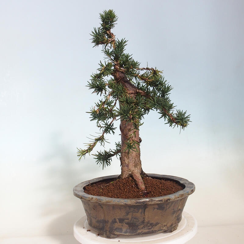 Vonkajší bonsai - Taxus cuspidata - Tis japonský