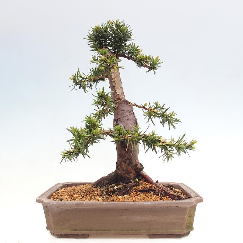 Vonkajší bonsai - Taxus cuspidata - Tis japonský