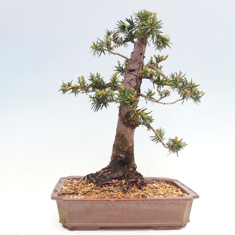 Vonkajší bonsai - Taxus cuspidata - Tis japonský