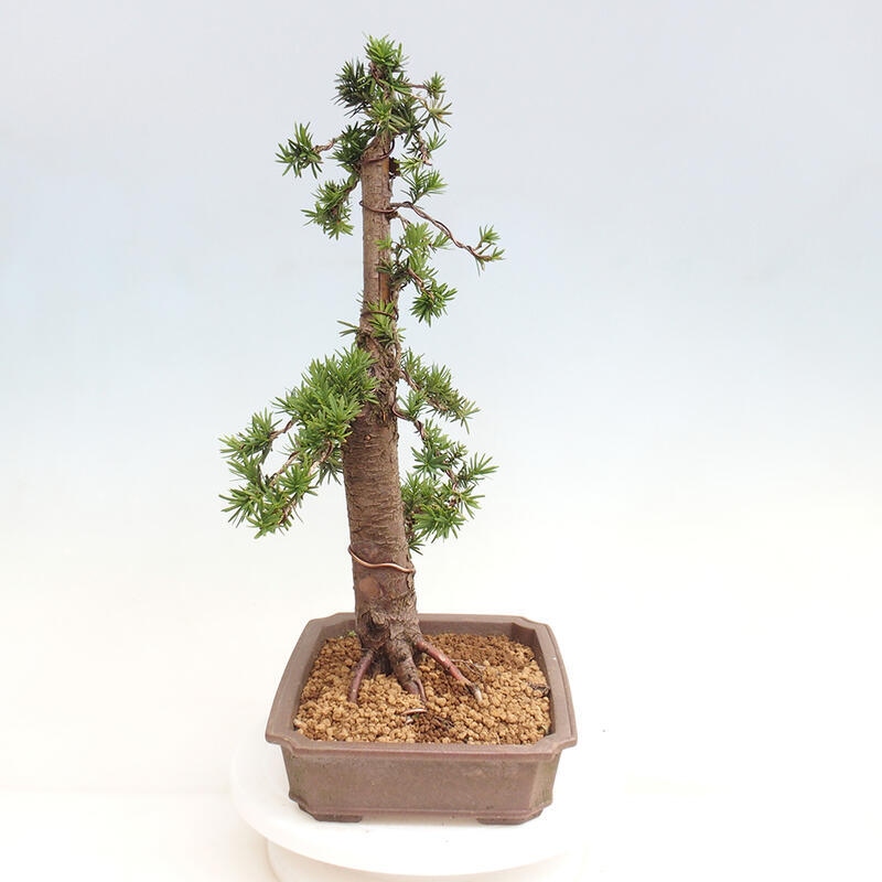 Vonkajší bonsai - Taxus cuspidata - Tis japonský