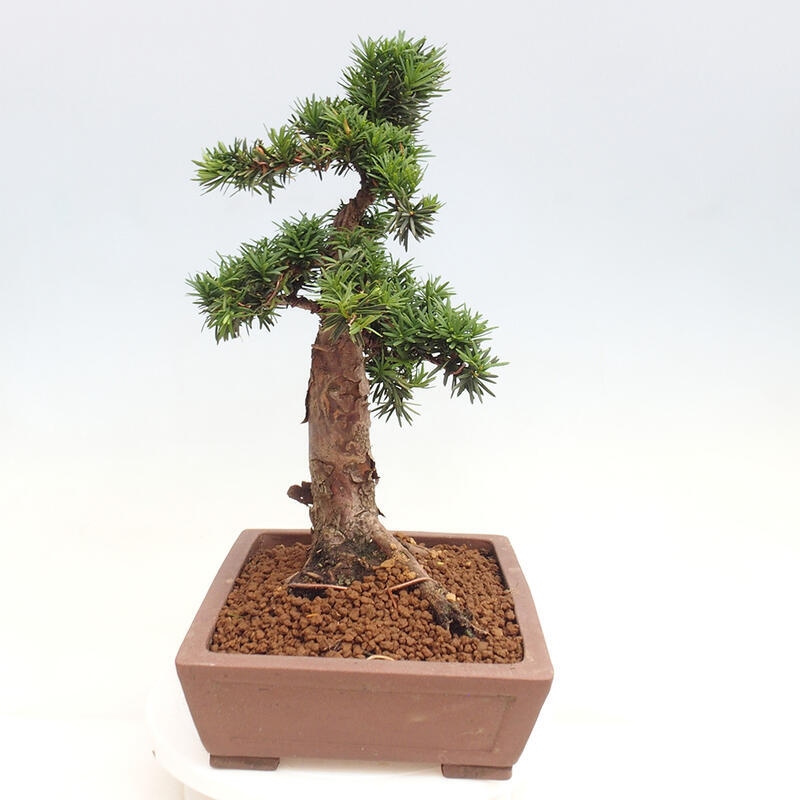 Vonkajší bonsai - Taxus cuspidata - Tis japonský