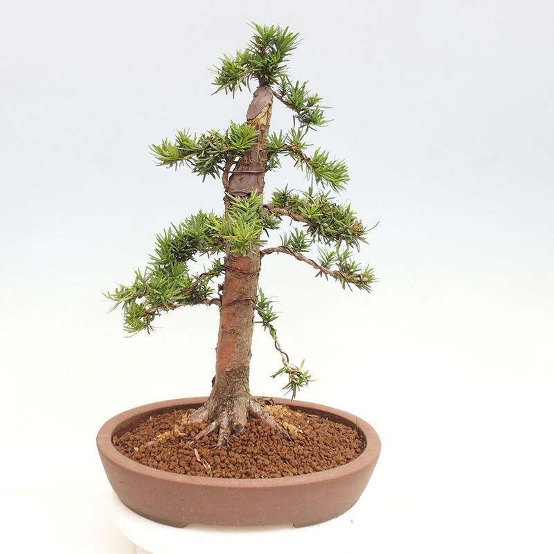 Vonkajší bonsai - Taxus cuspidata - Tis japonský