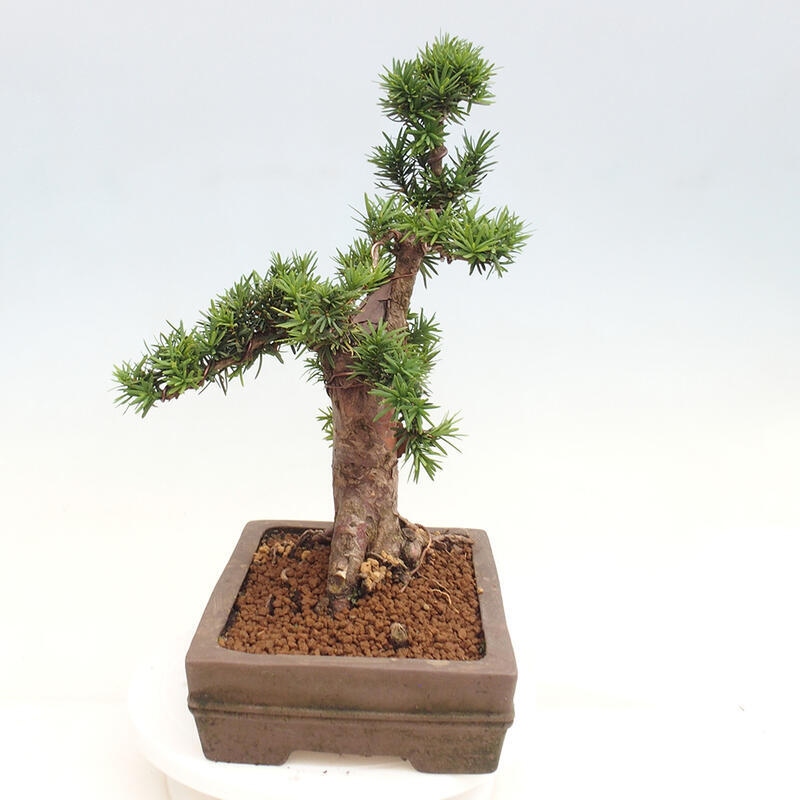 Vonkajší bonsai - Taxus cuspidata - Tis japonský