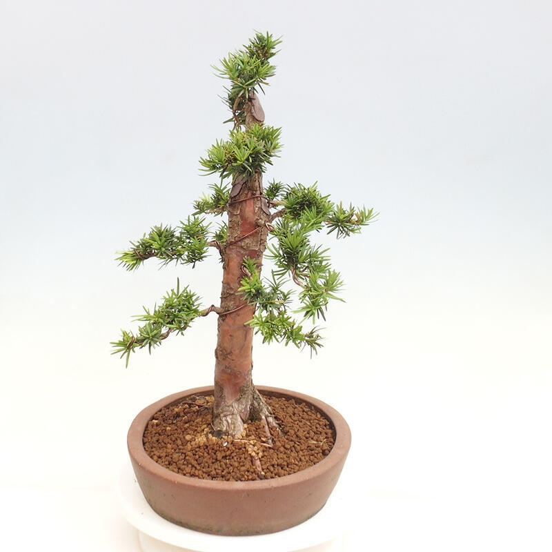 Vonkajší bonsai - Taxus cuspidata - Tis japonský