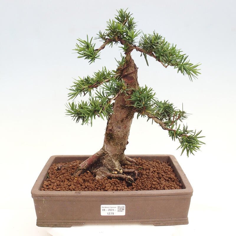 Vonkajší bonsai - Taxus cuspidata - Tis japonský