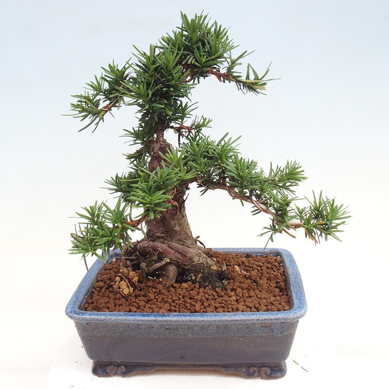 Vonkajší bonsai - Taxus cuspidata - Tis japonský