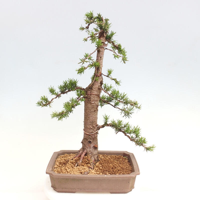 Vonkajší bonsai - Taxus cuspidata - Tis japonský