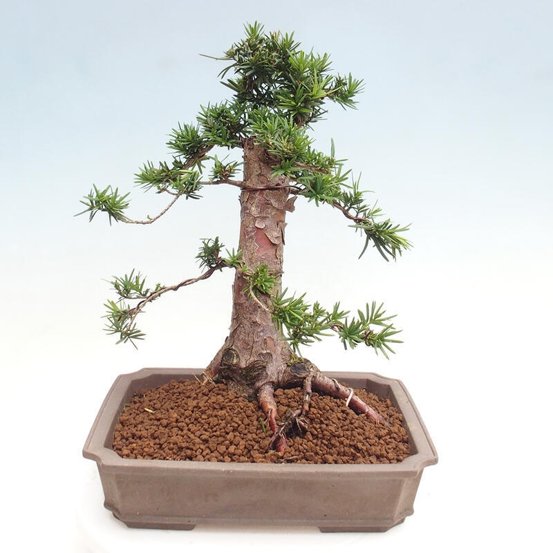 Vonkajší bonsai - Taxus cuspidata - Tis japonský