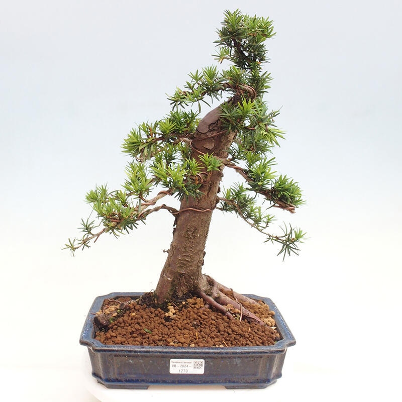 Vonkajší bonsai - Taxus cuspidata - Tis japonský