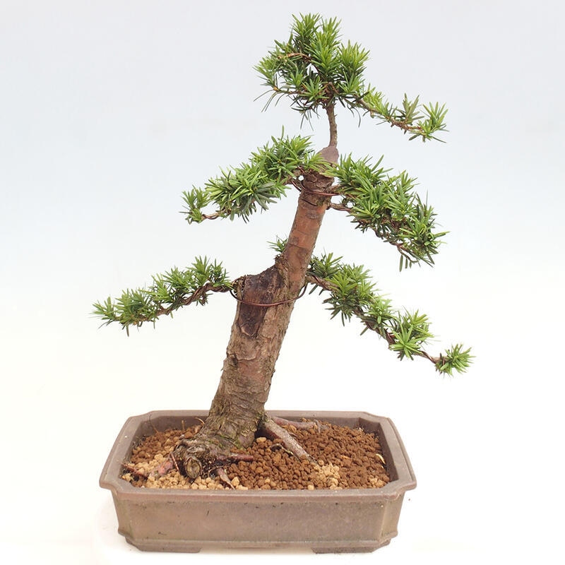 Vonkajší bonsai - Taxus cuspidata - Tis japonský