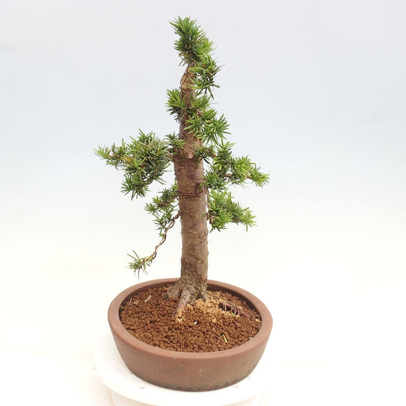 Vonkajší bonsai - Taxus cuspidata - Tis japonský