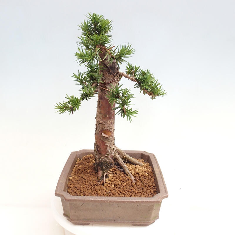 Vonkajší bonsai - Taxus cuspidata - Tis japonský