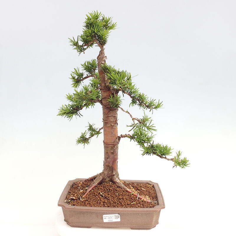 Vonkajší bonsai - Taxus cuspidata - Tis japonský