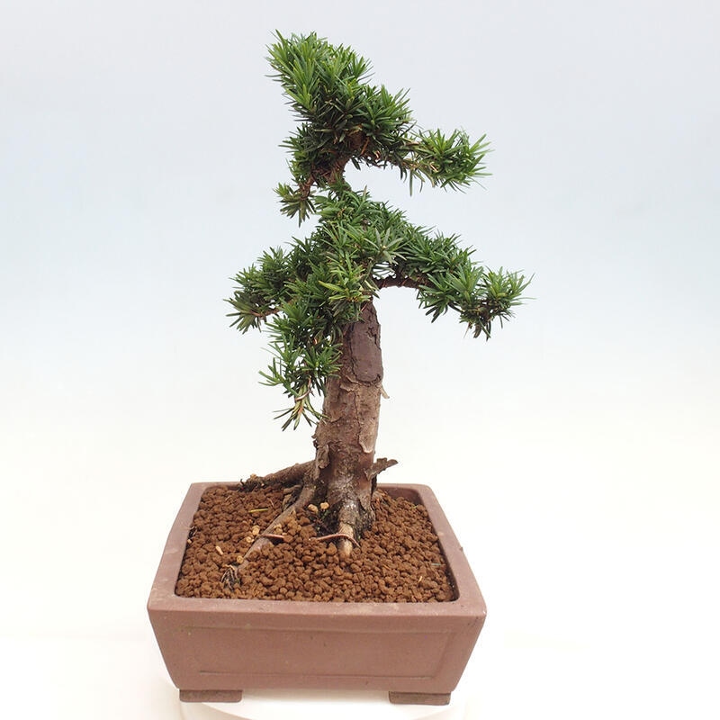 Vonkajší bonsai - Taxus cuspidata - Tis japonský