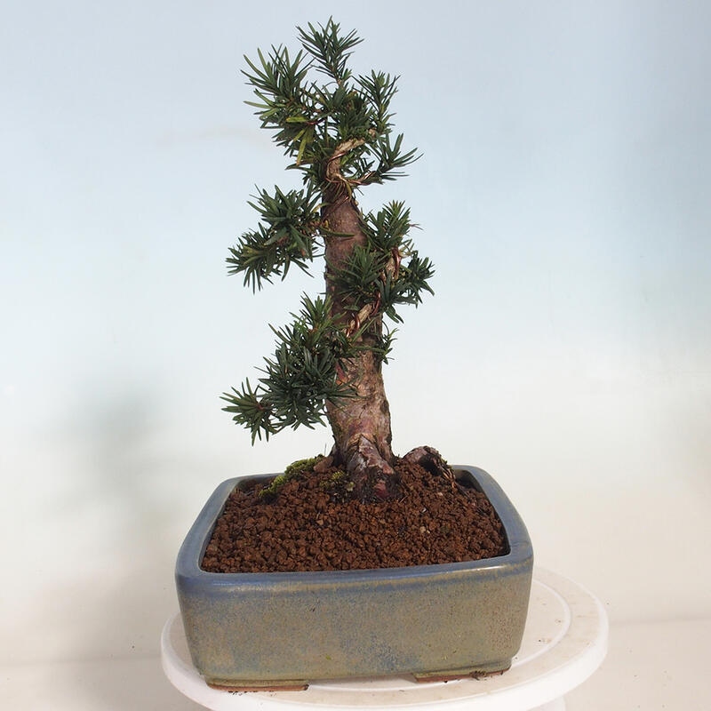 Vonkajší bonsai - Taxus cuspidata - Tis japonský