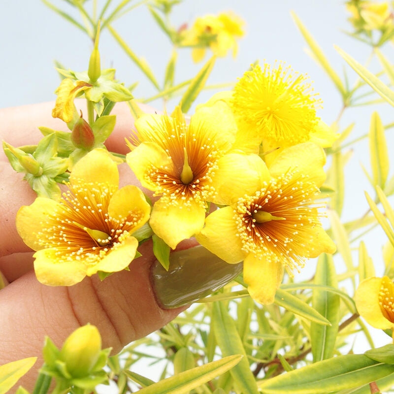 Vonkajšia bonsai - ľubovník - Hypericum