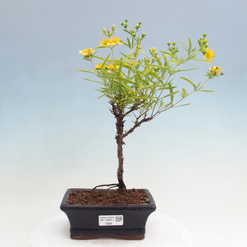 Vonkajšia bonsai - ľubovník - Hypericum