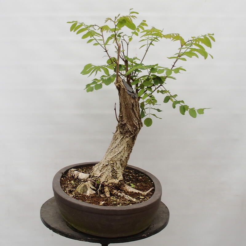 Vonkajšie bonsai - Agát - Robinia pseudoacacia