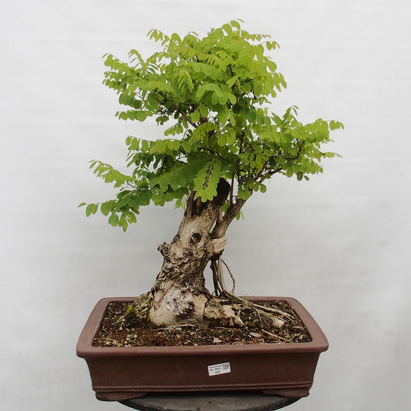 Vonkajšie bonsai - Agát - Robinia pseudoacacia