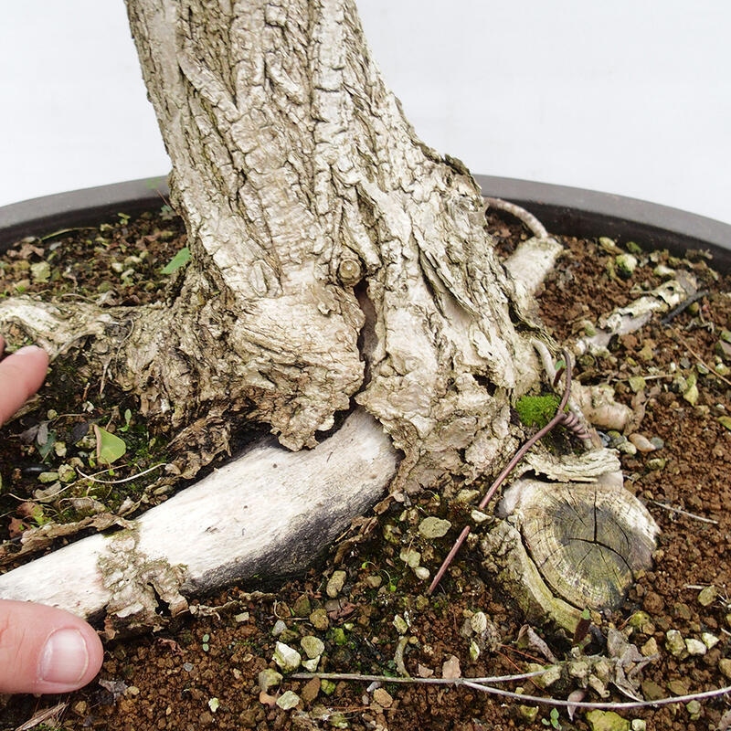 Vonkajšie bonsai - Agát - Robinia pseudoacacia