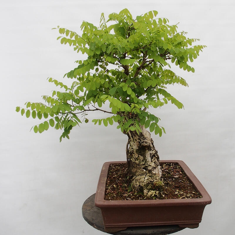 Vonkajšie bonsai - Agát - Robinia pseudoacacia