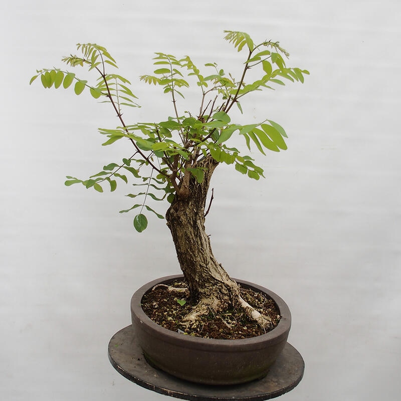 Vonkajšie bonsai - Agát - Robinia pseudoacacia