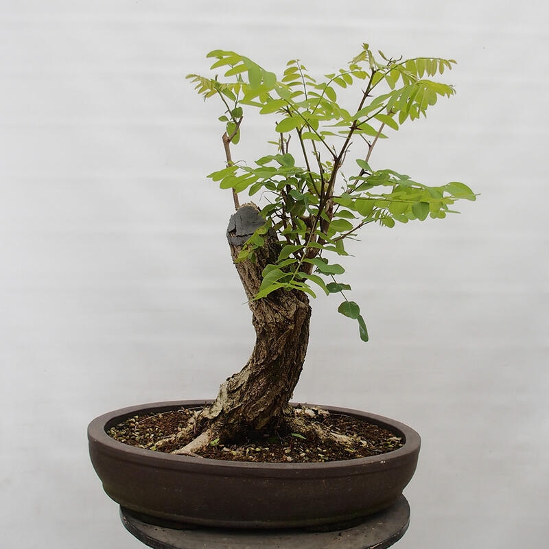 Vonkajšie bonsai - Agát - Robinia pseudoacacia