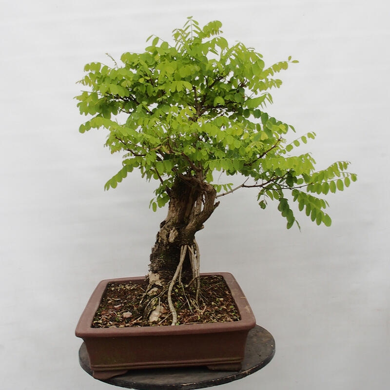 Vonkajšie bonsai - Agát - Robinia pseudoacacia