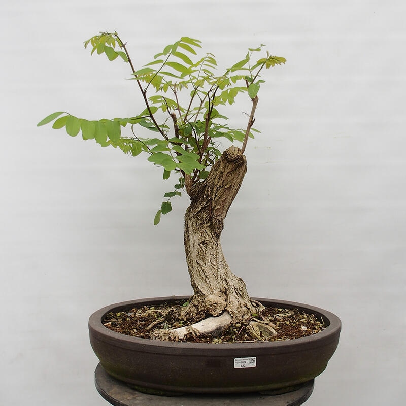 Vonkajšie bonsai - Agát - Robinia pseudoacacia