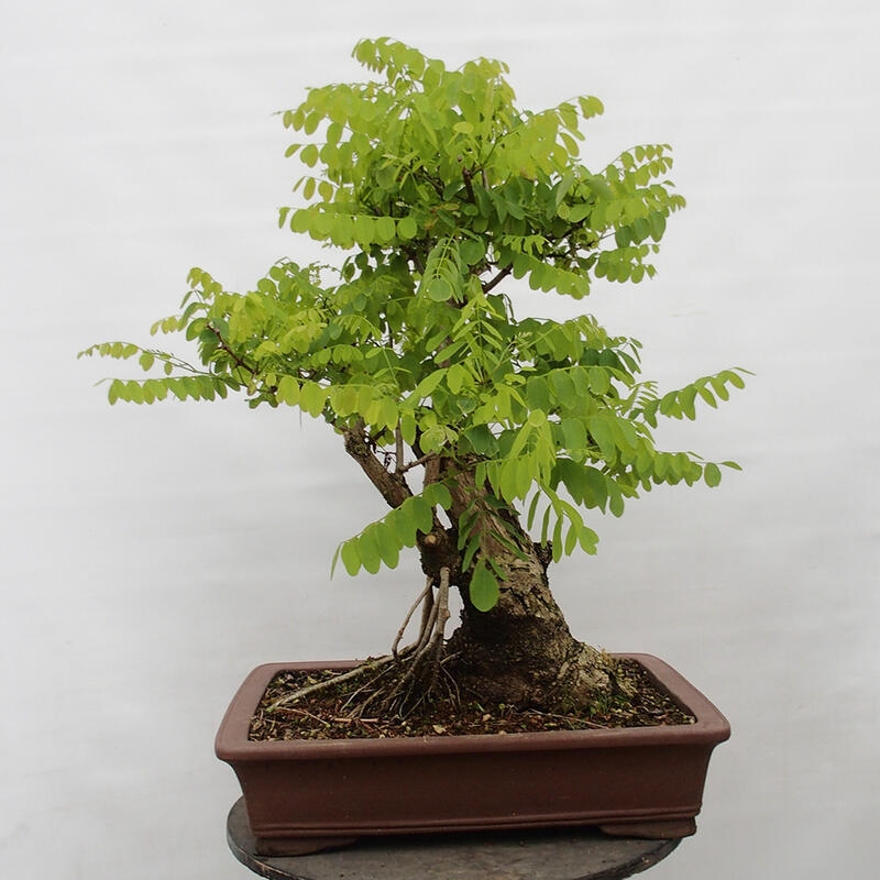 Vonkajšie bonsai - Agát - Robinia pseudoacacia