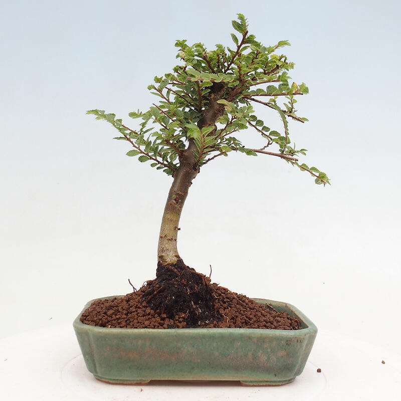 Vonkajší bonsai - Ulmus parvifolia Sagei - Malolistý brest