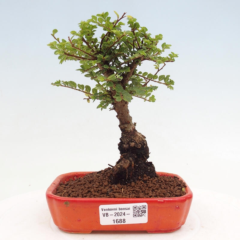 Vonkajší bonsai - Ulmus parvifolia Sagei - Malolistý brest