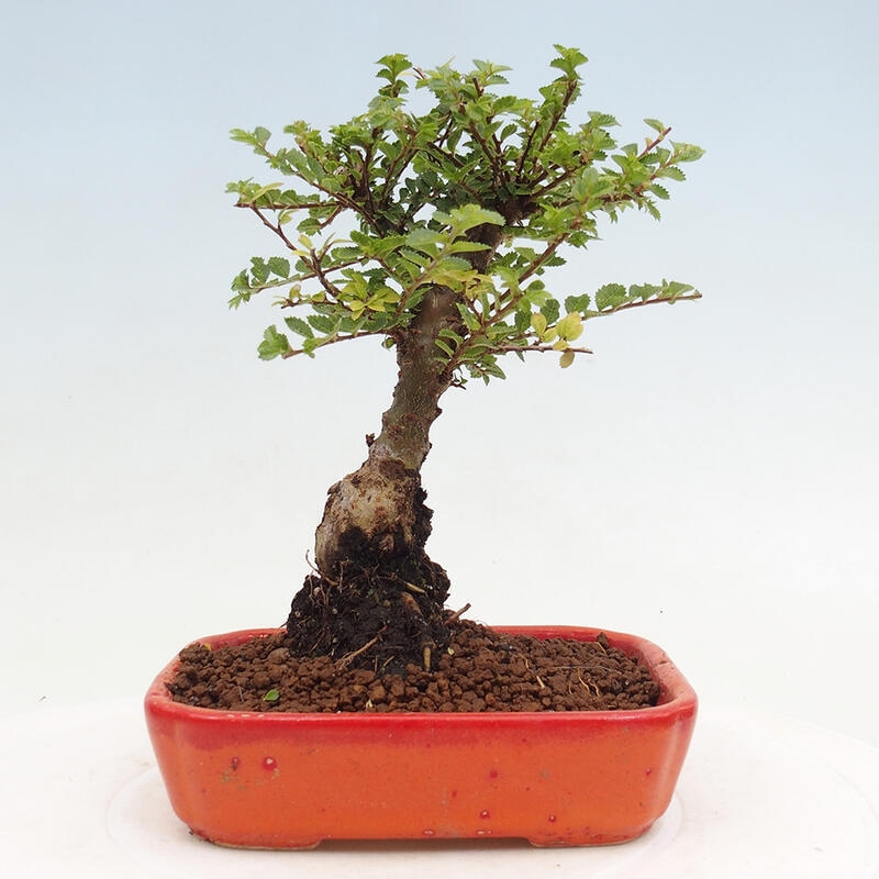 Vonkajší bonsai - Ulmus parvifolia Sagei - Malolistý brest