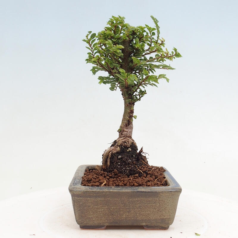 Vonkajší bonsai - Ulmus parvifolia Sagei - Malolistý brest