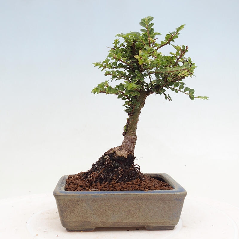 Vonkajší bonsai - Ulmus parvifolia Sagei - Malolistý brest