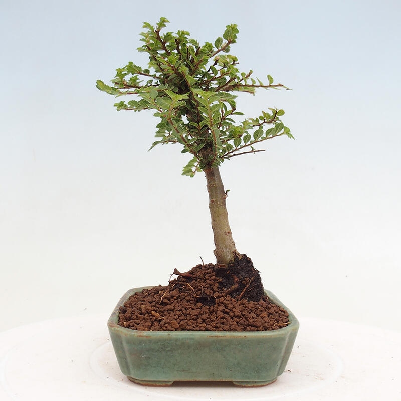 Vonkajší bonsai - Ulmus parvifolia Sagei - Malolistý brest