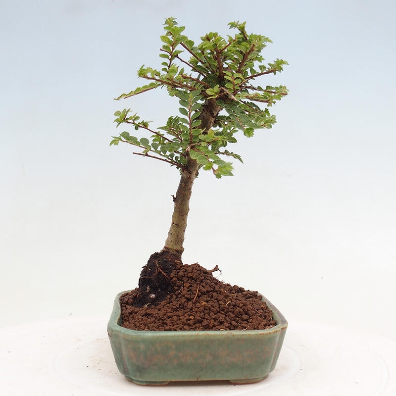 Vonkajší bonsai - Ulmus parvifolia Sagei - Malolistý brest