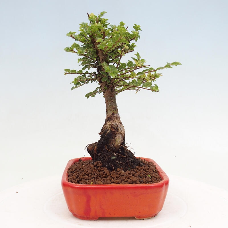 Vonkajší bonsai - Ulmus parvifolia Sagei - Malolistý brest