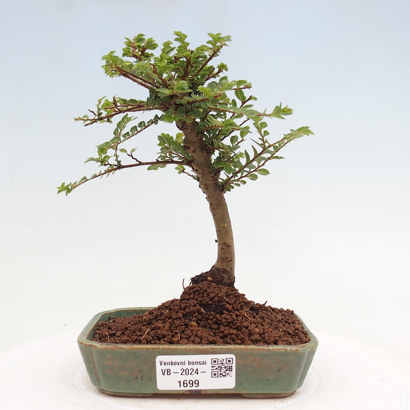 Vonkajší bonsai - Ulmus parvifolia Sagei - Malolistý brest