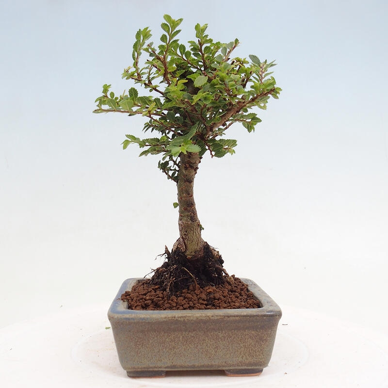 Vonkajší bonsai - Ulmus parvifolia Sagei - Malolistý brest