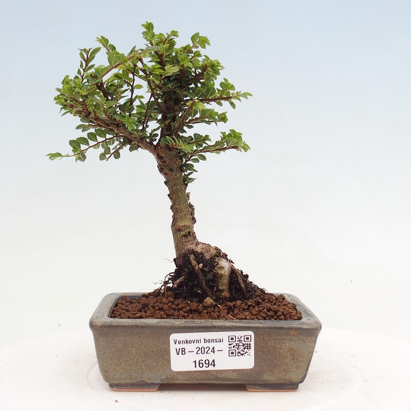 Vonkajší bonsai - Ulmus parvifolia Sagei - Malolistý brest