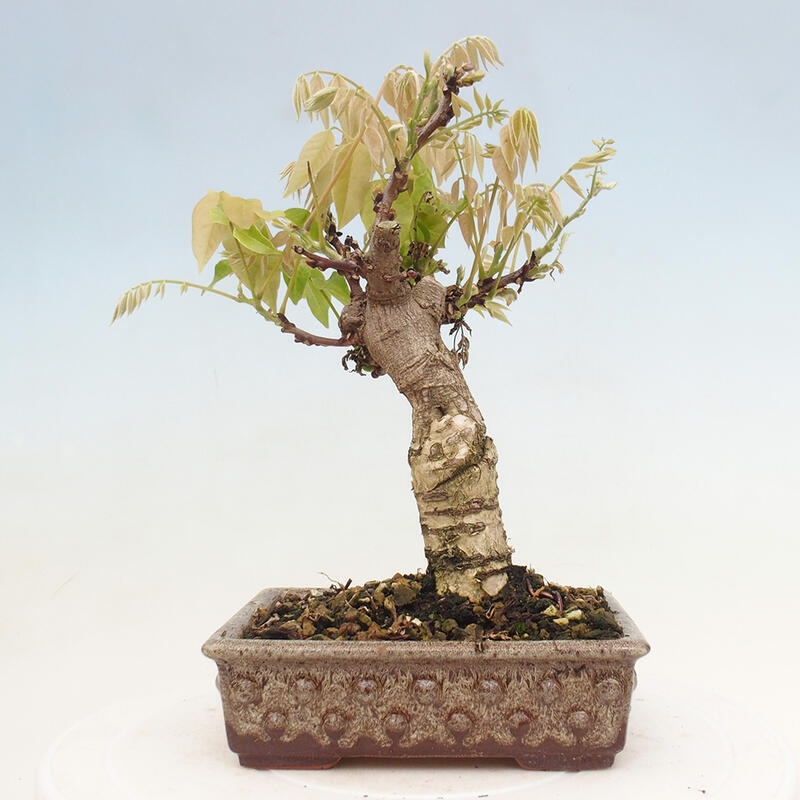 Vonkajšia bonsai - Vistarie kvetnatá - Wisteria floribunda