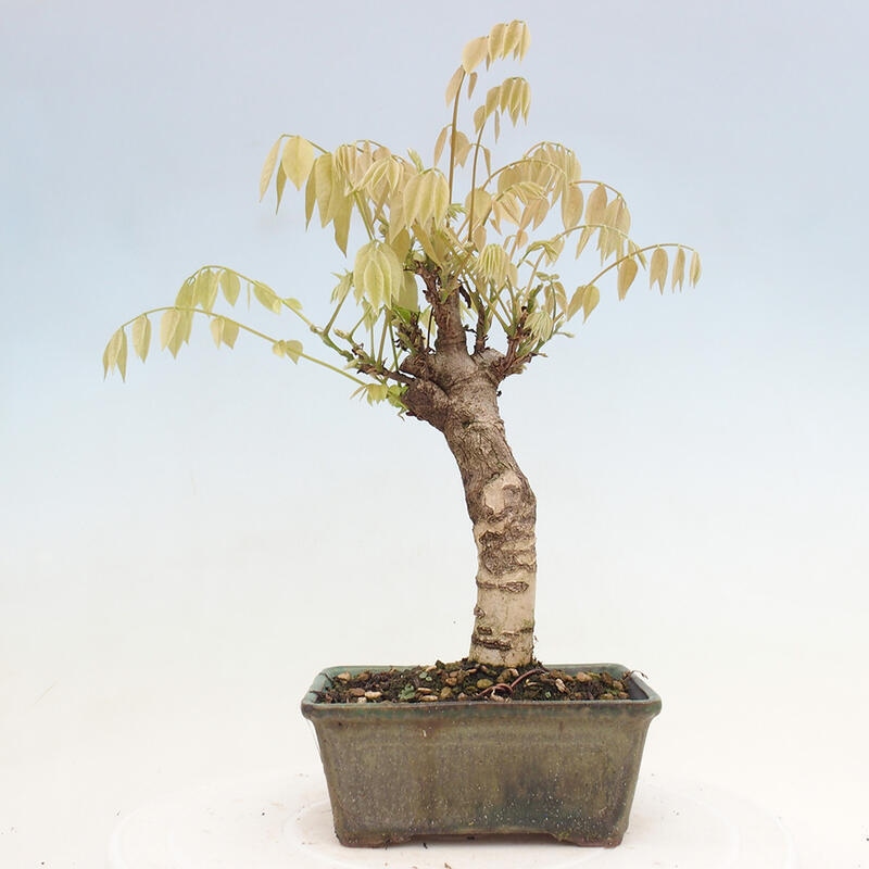 Vonkajšia bonsai - Vistarie kvetnatá - Wisteria floribunda