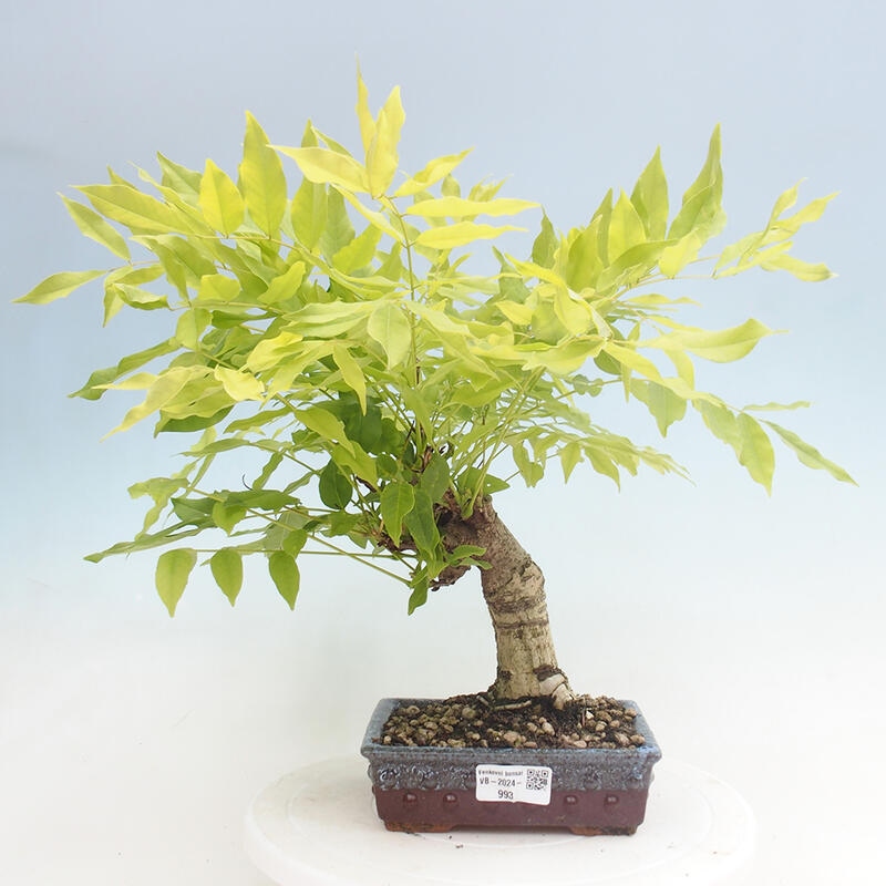 Vonkajšia bonsai - Vistarie kvetnatá - Wisteria floribunda